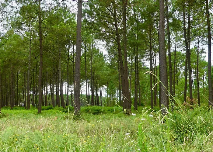 Appartement Cosy Sunset Mimizan-Plage